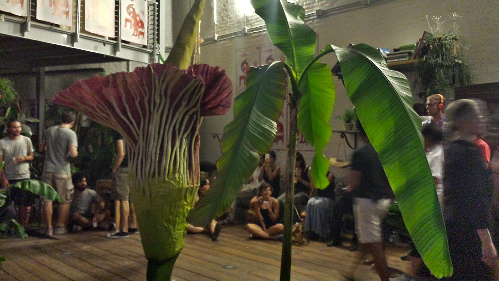 The Giant Corpse Flower Blooms in Venice