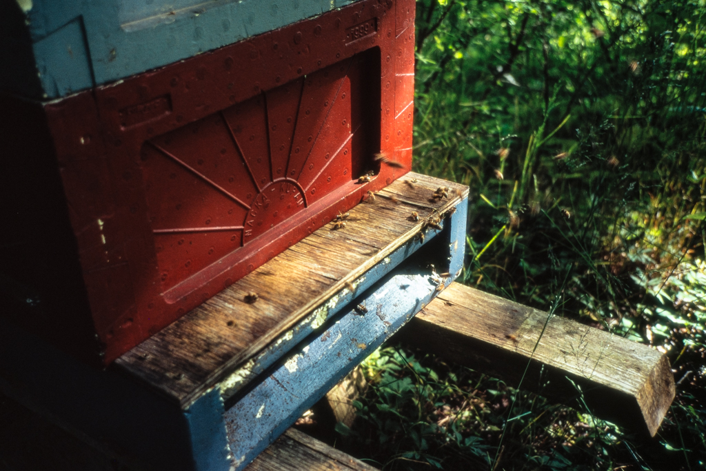 Study circle: Humans and bees on October 10